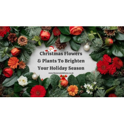 Christmas Flowers and Plants To Brighten Your Holiday Season